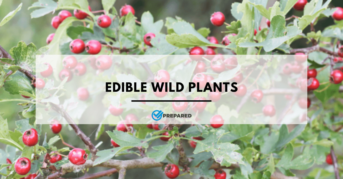 edible wild plants for survival